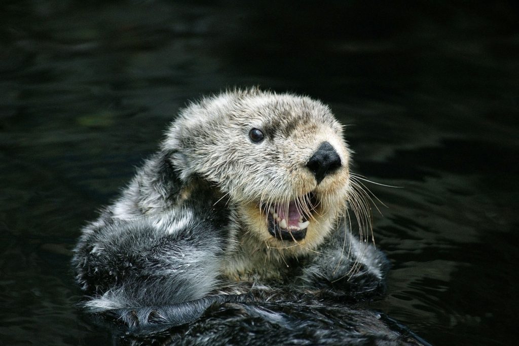 Sea Otter, enhydra lutris, Adult Grooming, California