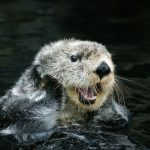 Sea Otter, enhydra lutris, Adult Grooming, California