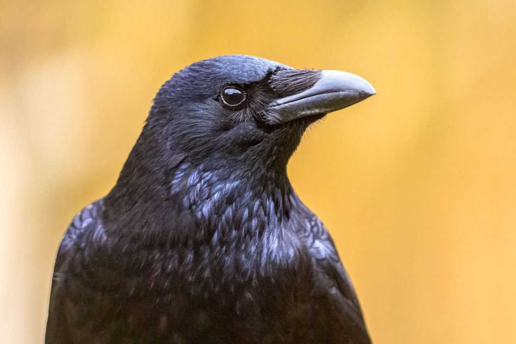 Carrion crow (Corvus corone) black bird portrait of head and looking at camera. Wildlife in nature.