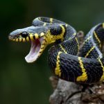 Gold ringed cat snake on tree branch,ready to attack
