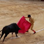 An unidentified bullfighter in action