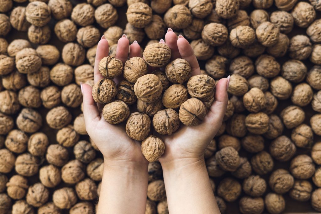 Female hands with manicure holding walnuts. Useful brown nuts in women's hands. Walnuts in female hands on a background of nuts in the shell.