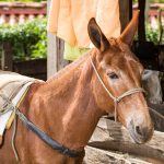 Mule, typical pack animal used in Colombian farms - Equus asinus × Equus caballus