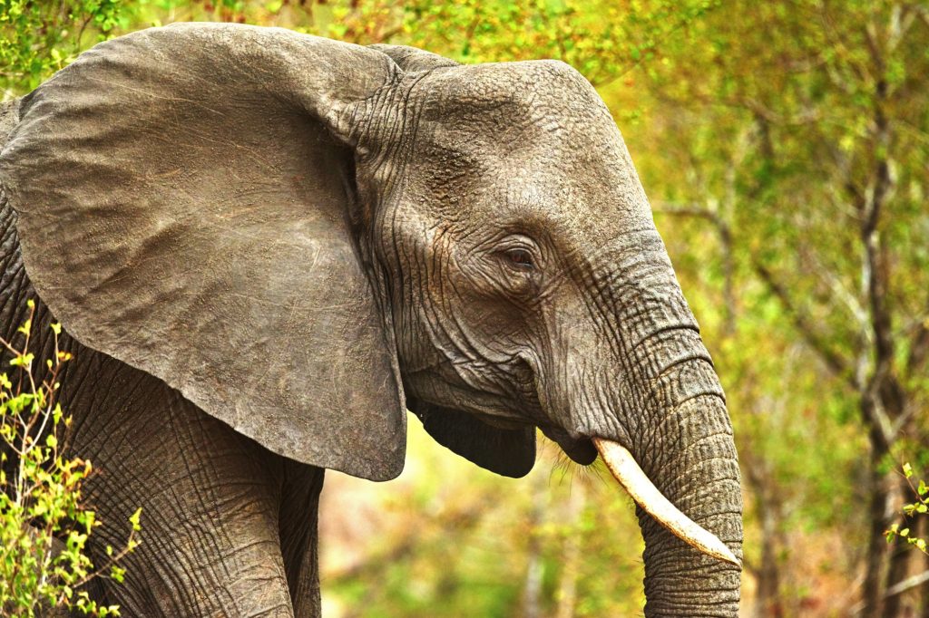 Elephant, wildlife or forest with trees in safari or natural habitat of big animal, herbivore or nature reserve. Jungle, wilderness or mammoth species with trunk, tusks or plants in outdoor woods