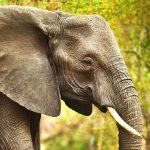 Elephant, wildlife or forest with trees in safari or natural habitat of big animal, herbivore or nature reserve. Jungle, wilderness or mammoth species with trunk, tusks or plants in outdoor woods