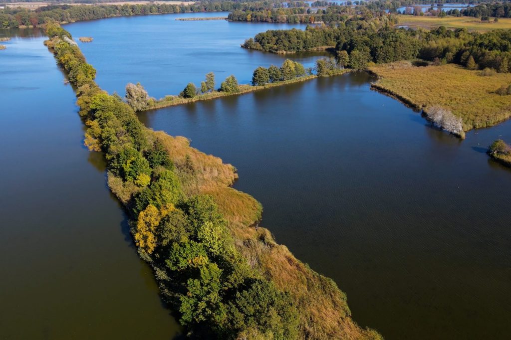 Trees in water view from above lake