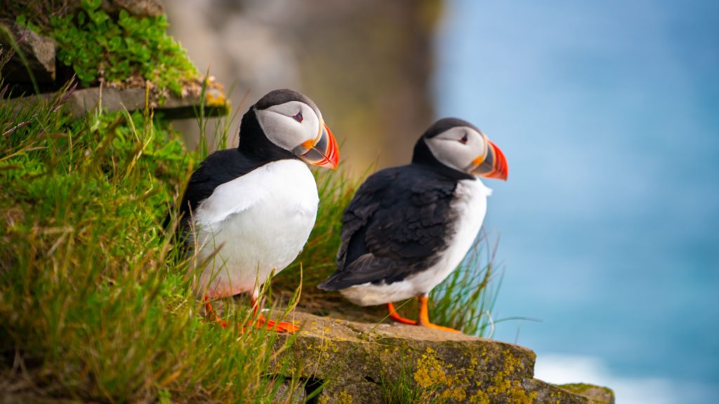 Atlantic puffin also know as common puffin is a species of seabird in the auk family. Iceland, Norway, Faroe Islands, Newfoundland and Labrador in Canada are known to be large colony of this puffin.