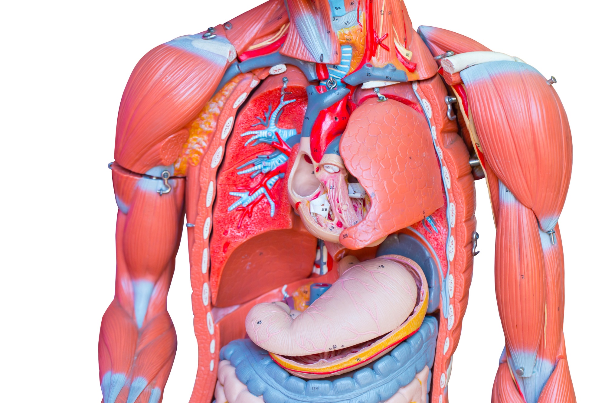 Upper body, Human male chest internal organs lung heart and stomach part model figure for medical education.