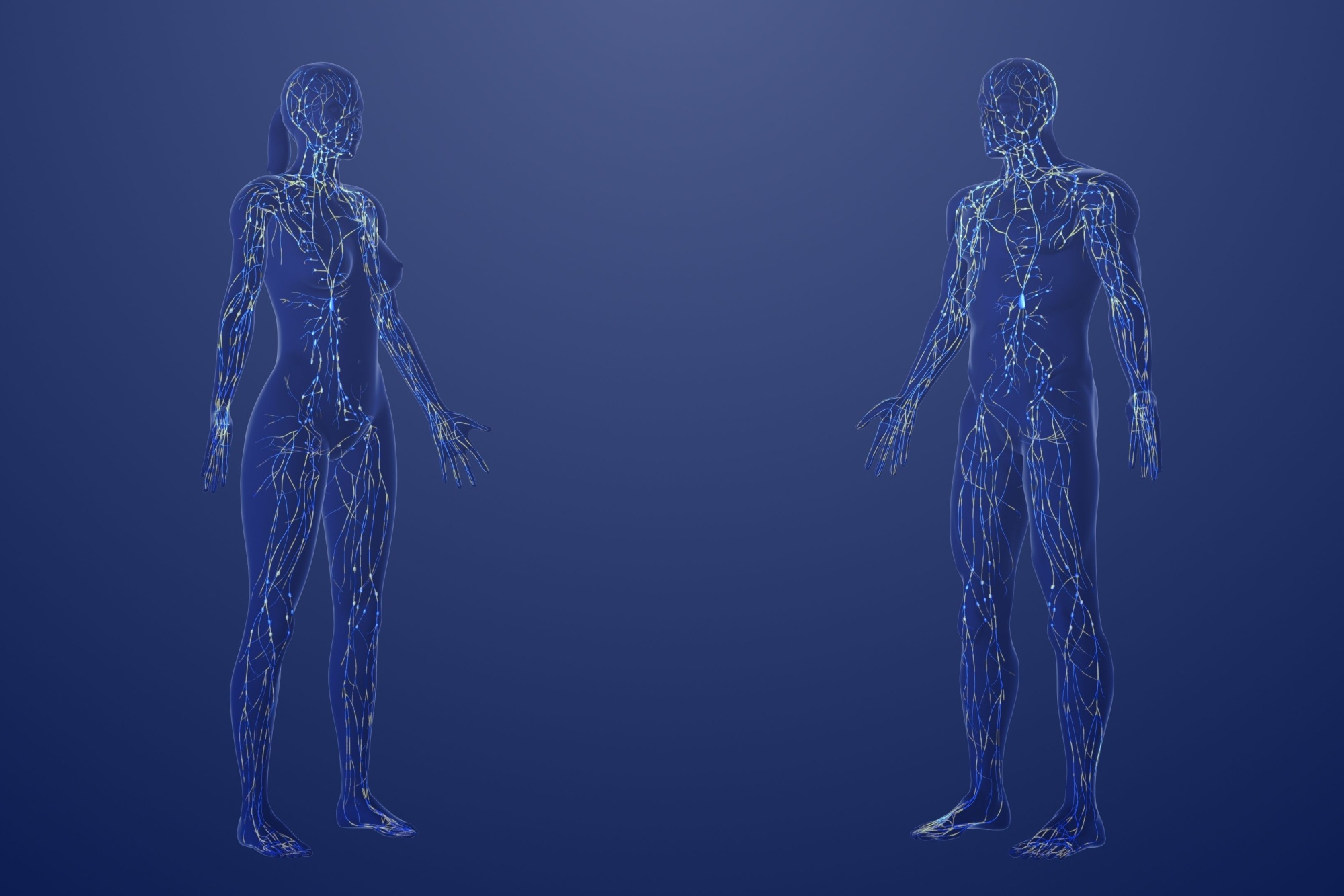 3d Anatomy of male and female lymphatic system 3d illustration