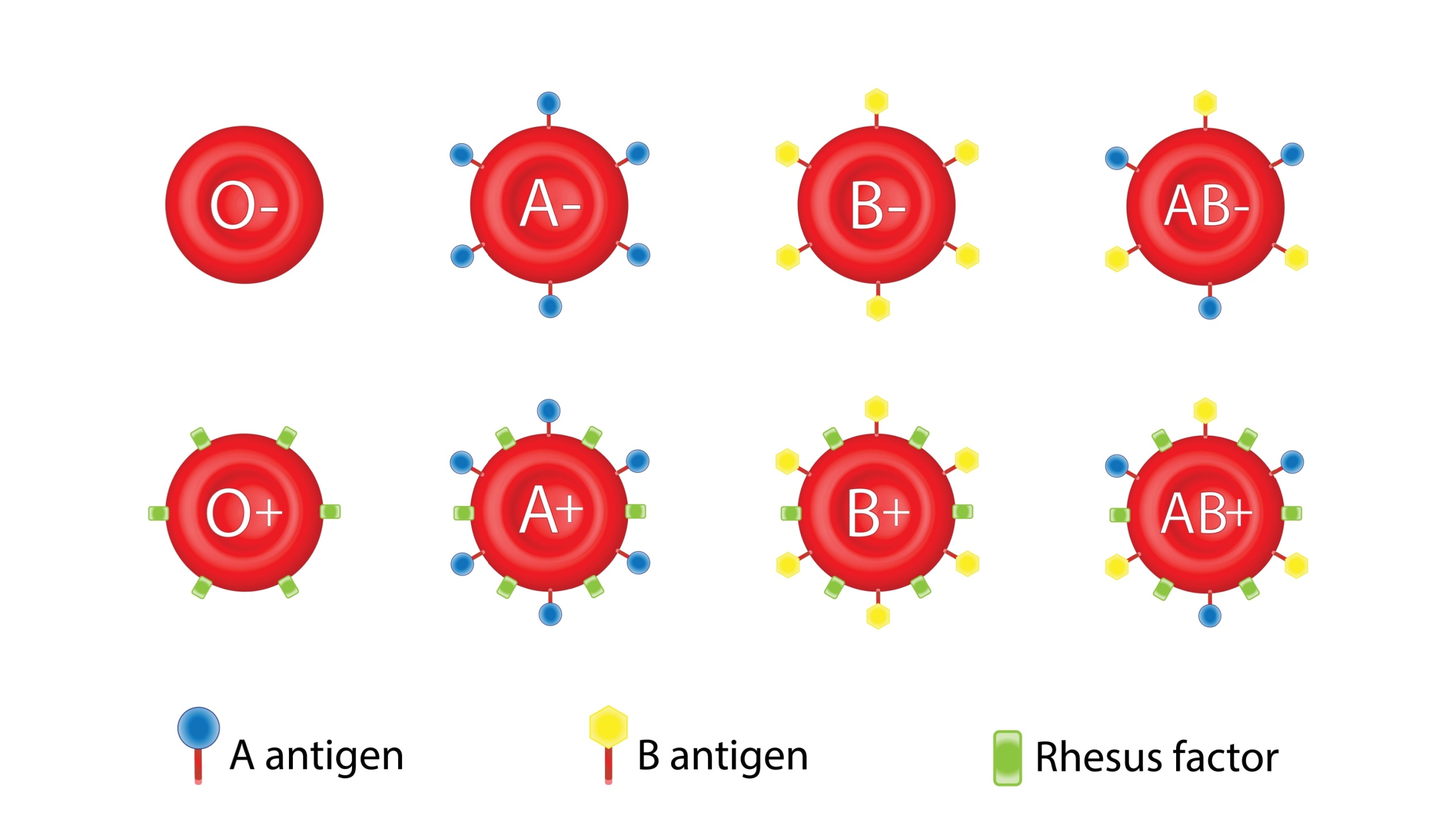 ABO Blood groups. four blood types, A,B, AB and O groups, made up from combinations of the type A and type B antigens. Blood donation. Blood droplets. Vector illustration.