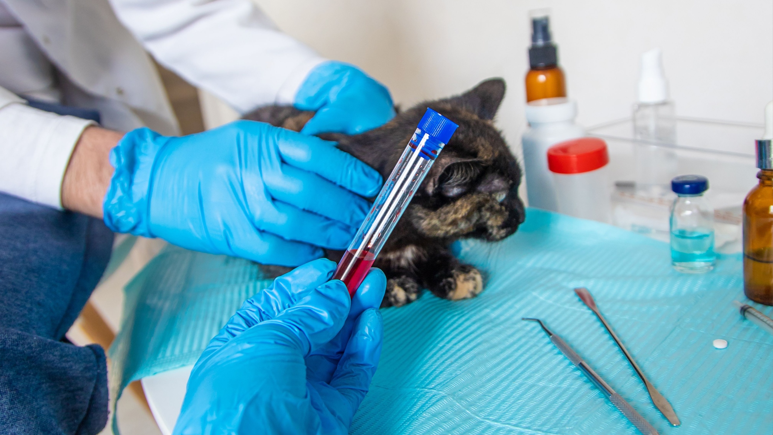Veterinarian treats a cat. Selective focus. animal.