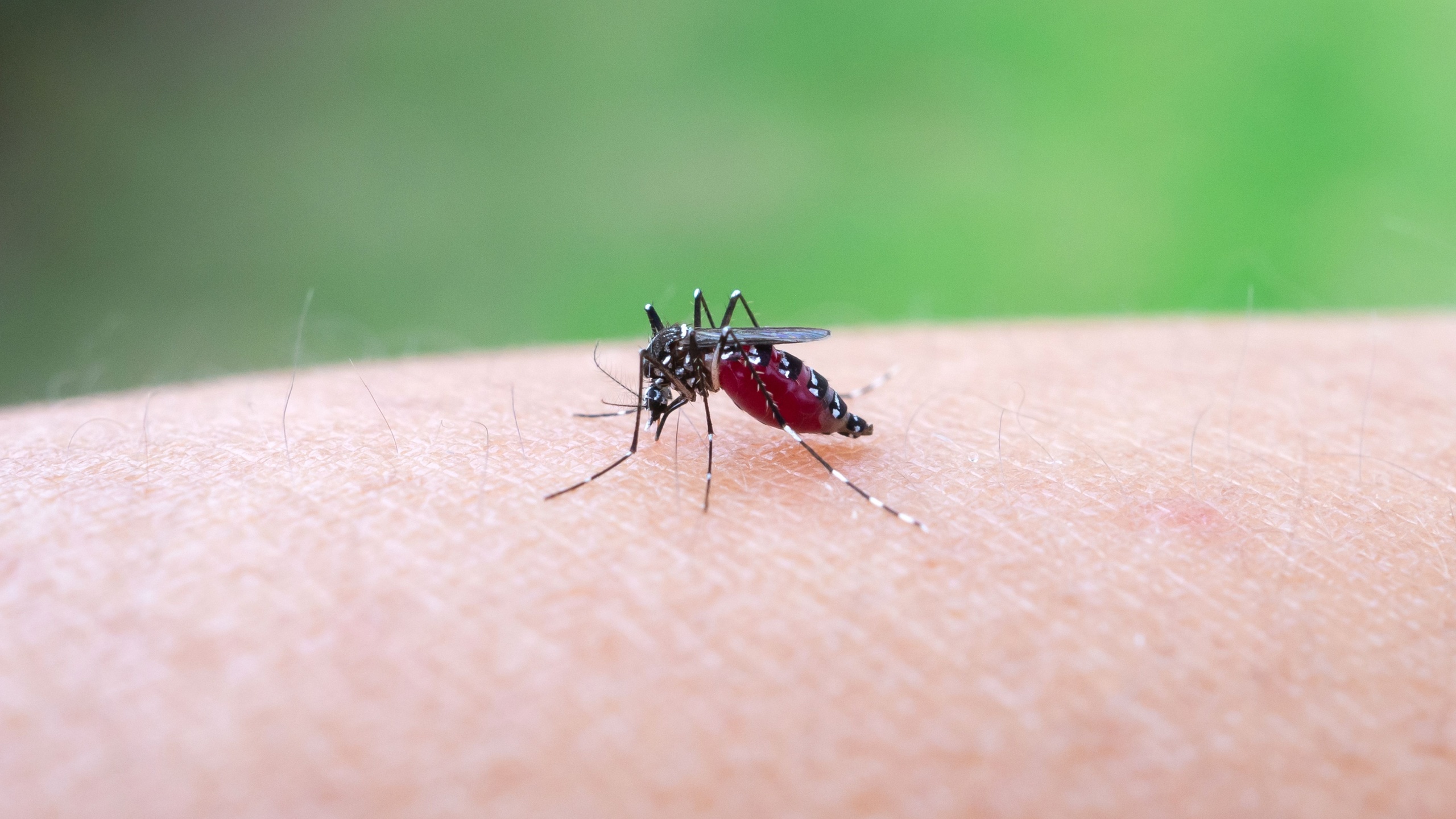 Aedes aegypti mosquitoes bite on human arm
