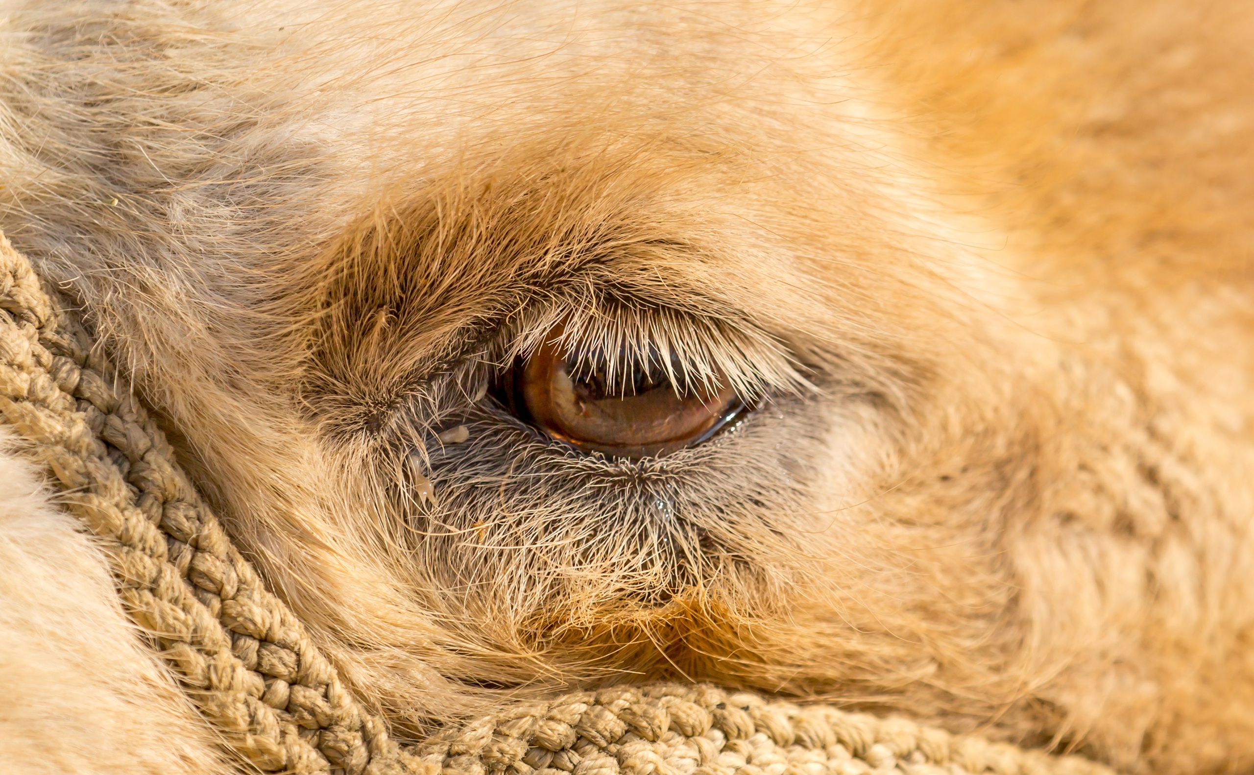 Camel eyes close up