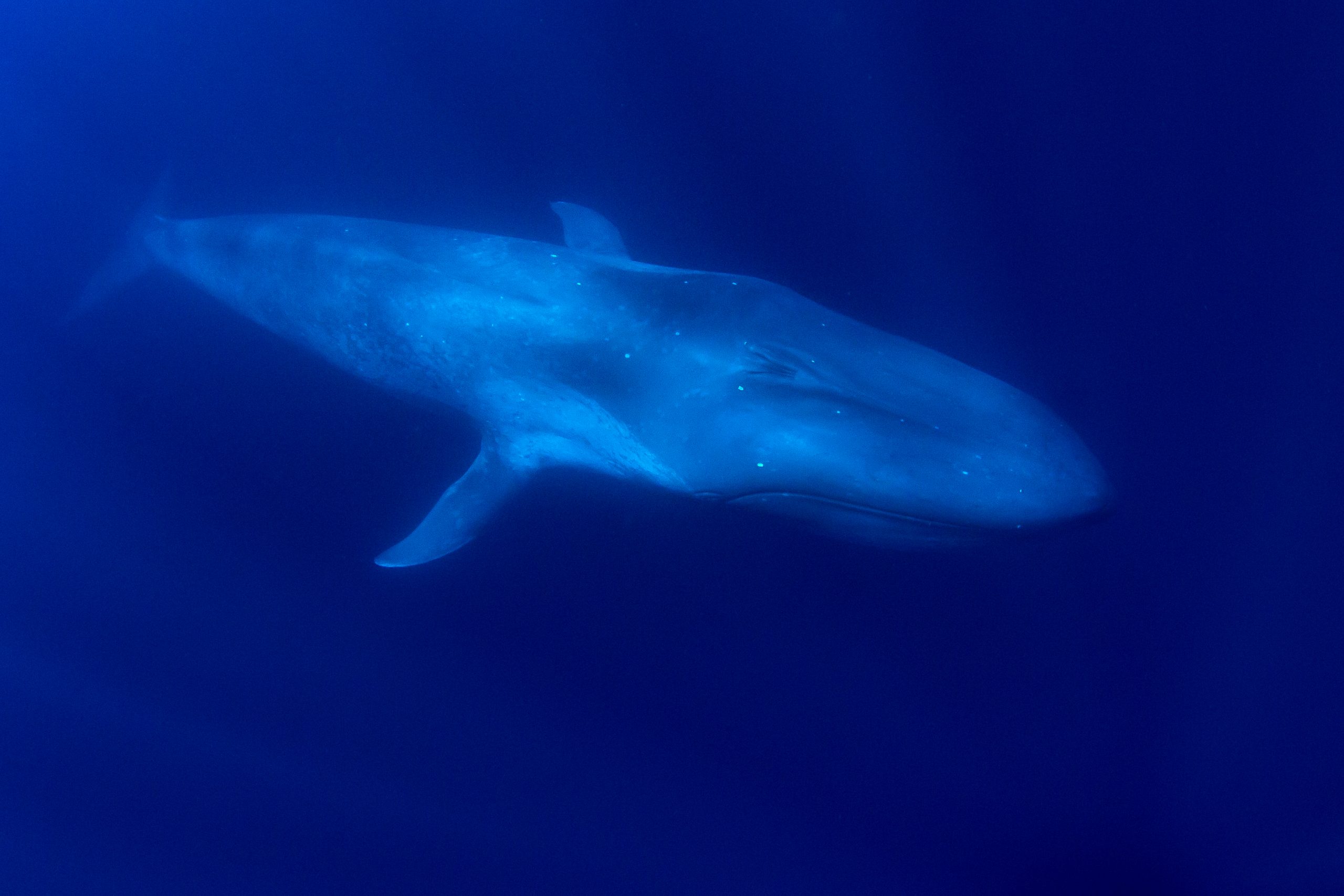 Blue Whale underwater