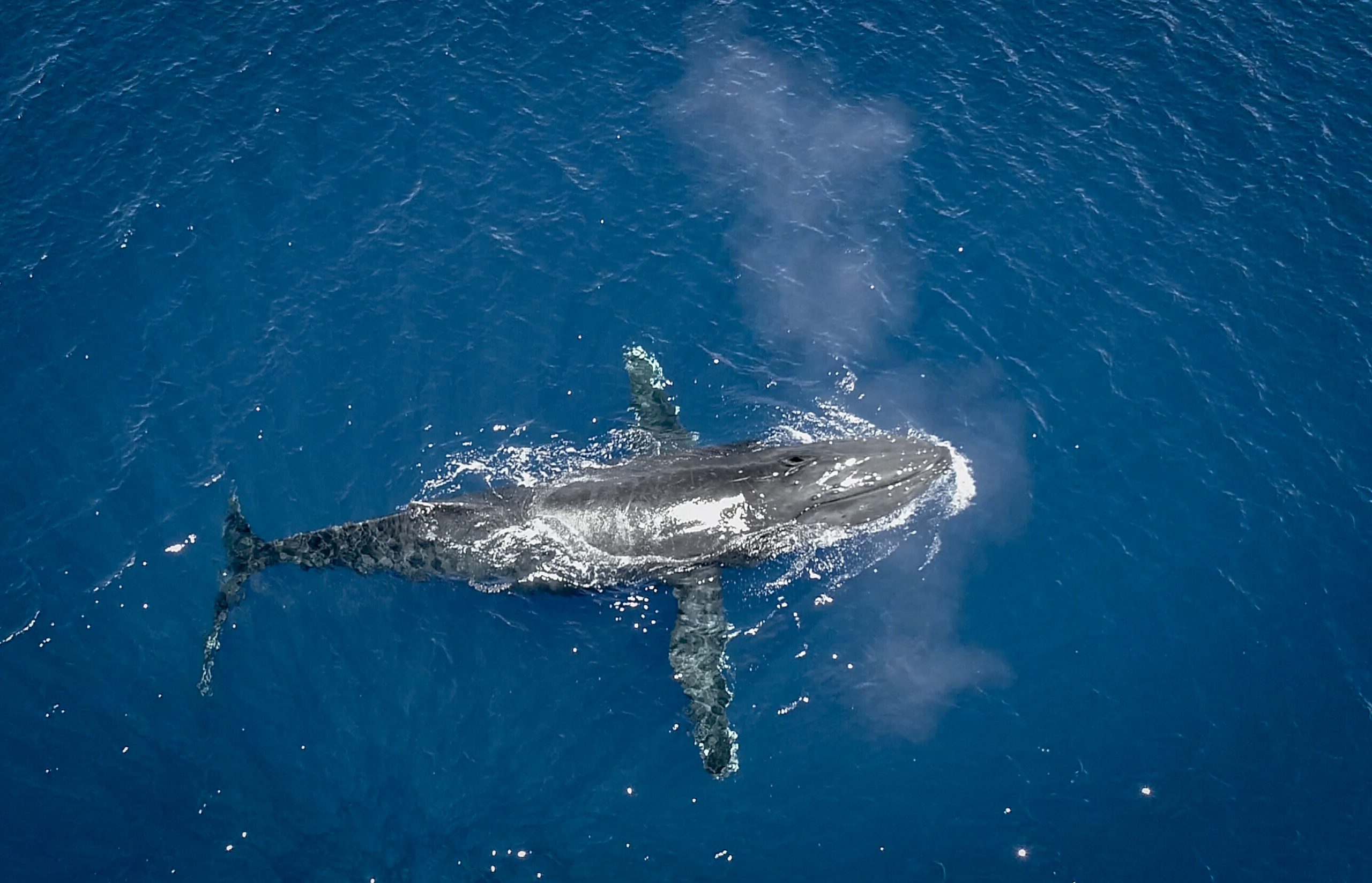 Humpback whale from above