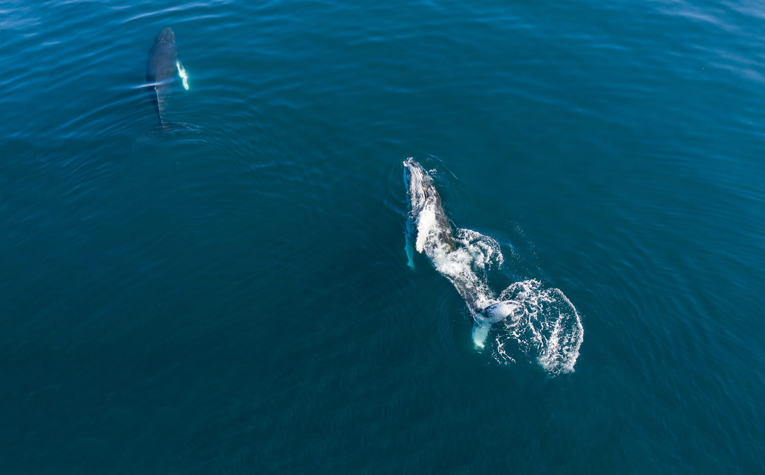 Aerial view of Humpback (Megaptera novaeangliae) whale, Iceland. Whale watching is one of the most popular activity in iceland.