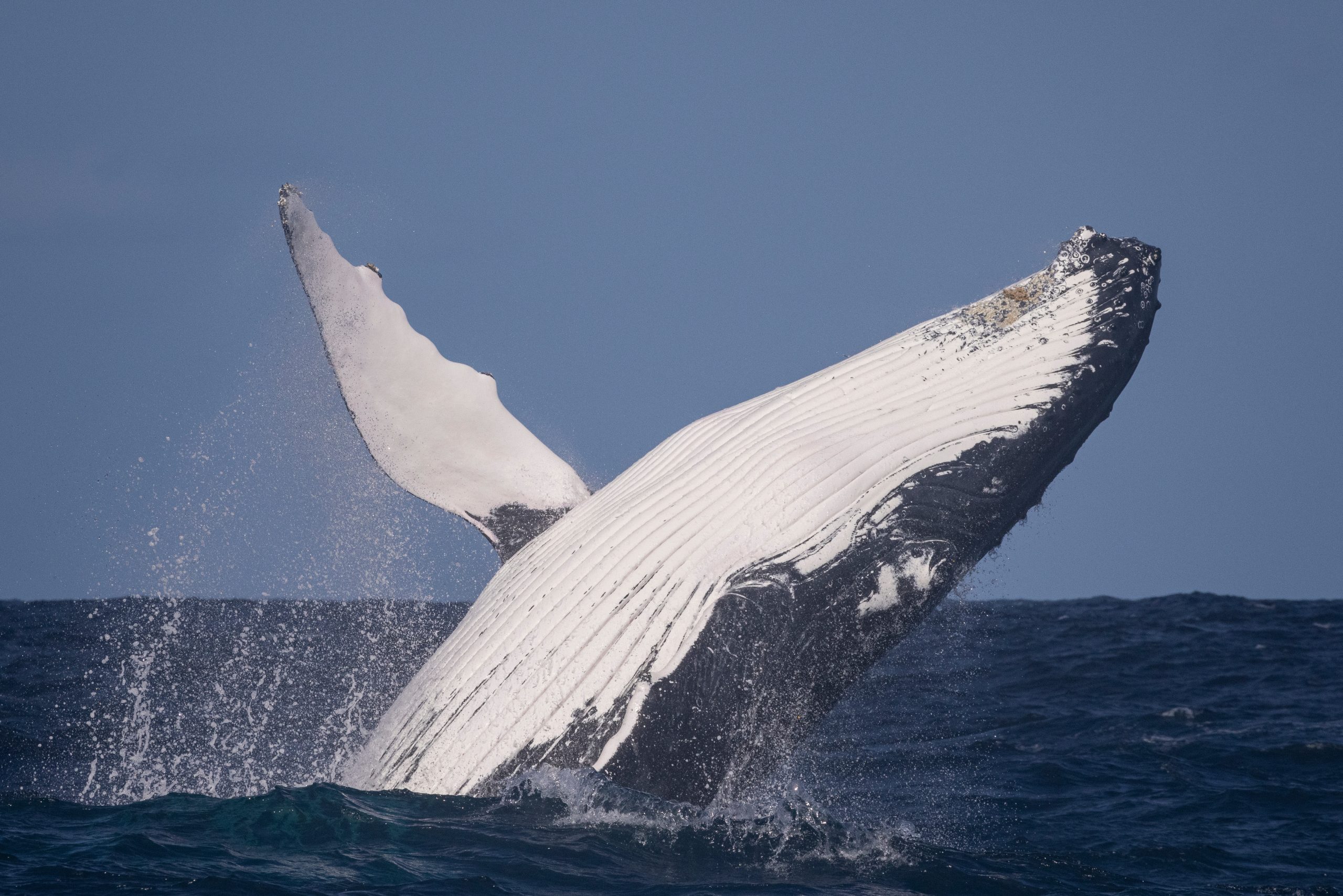 A big blue whale jumps out of water