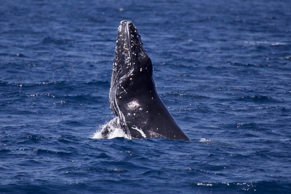 A closeup of a blue whale breaching on the water surface off the coast of San Diego, California, USA