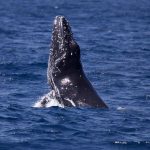 A closeup of a blue whale breaching on the water surface off the coast of San Diego, California, USA