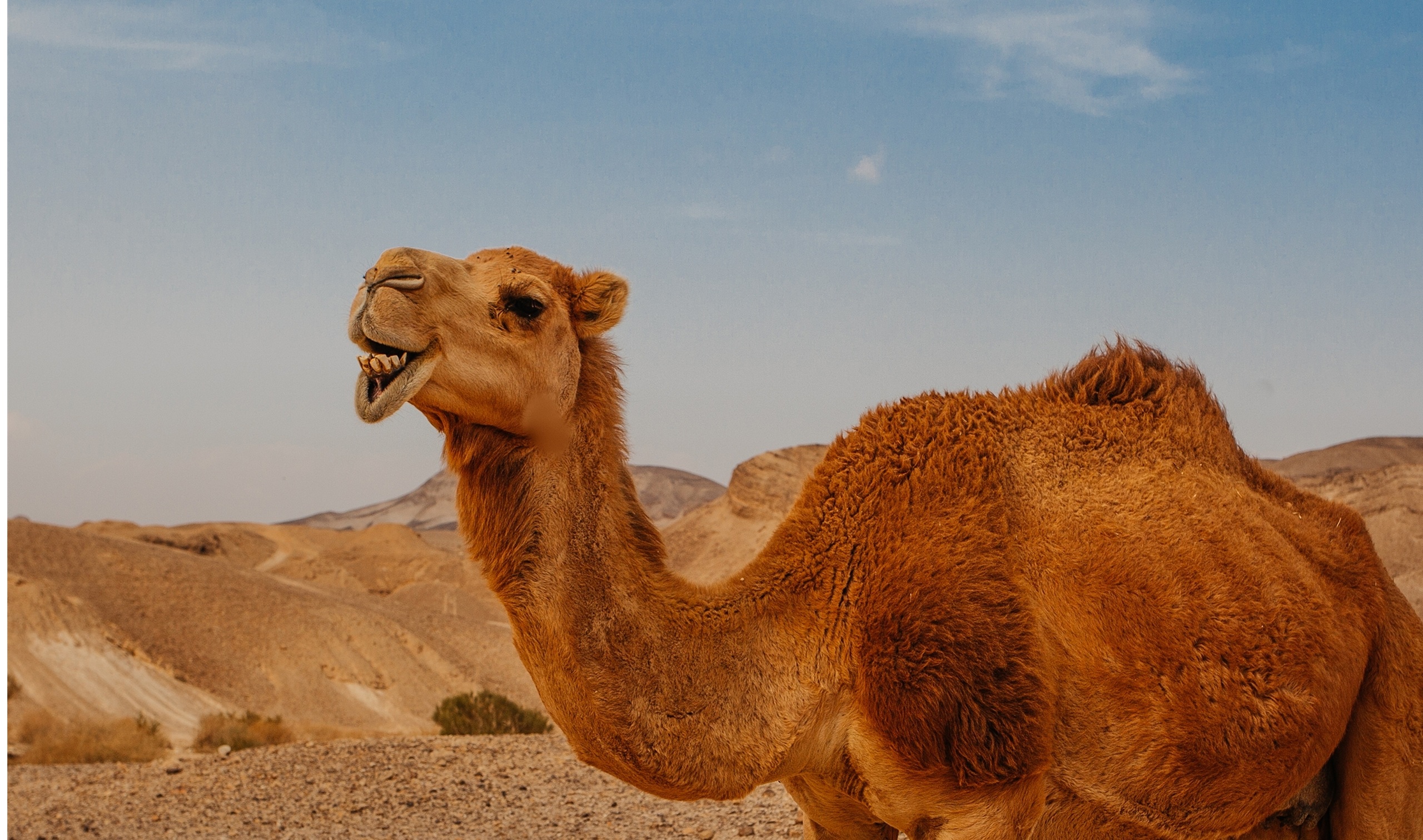 Camel in desert in Israel, Negev