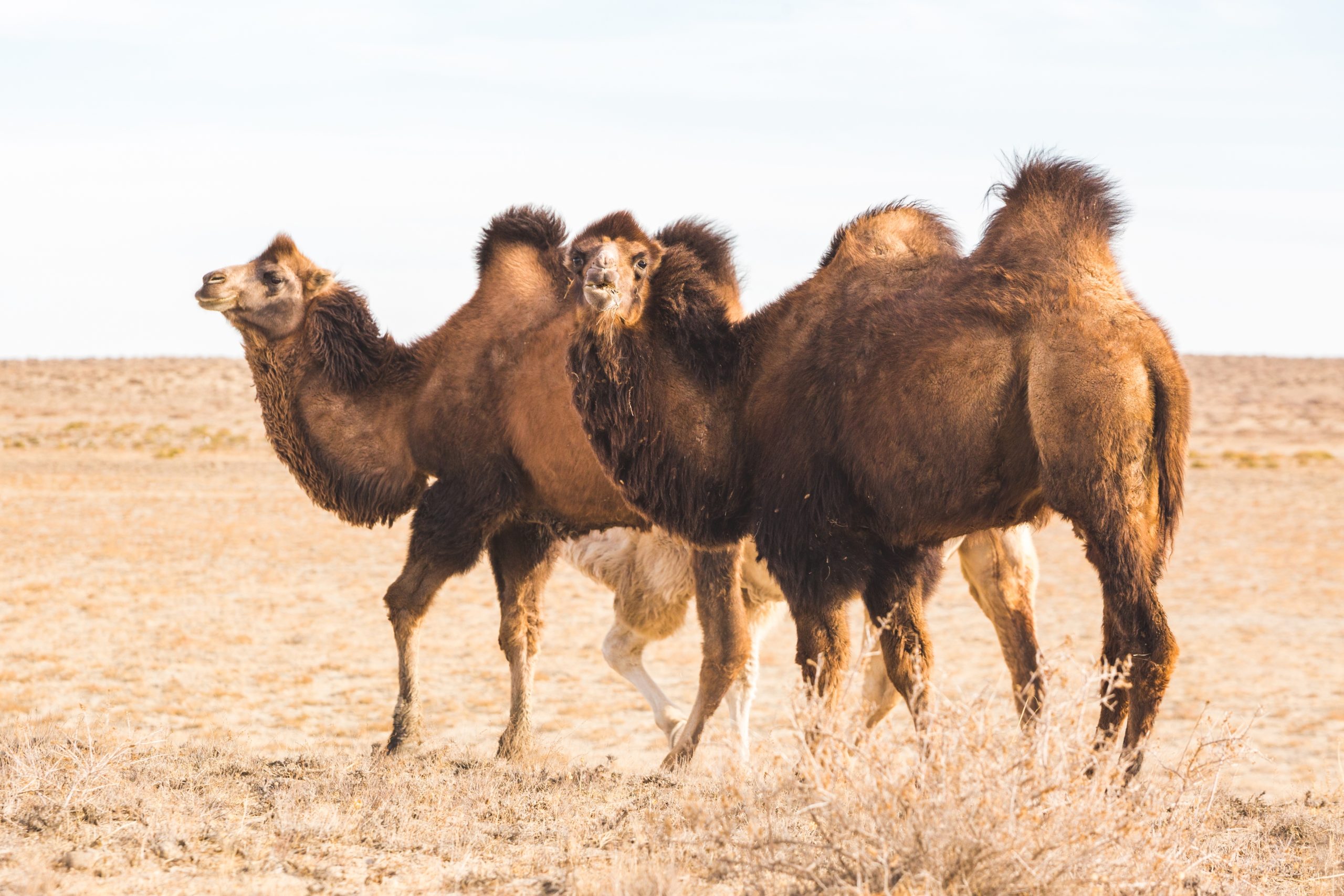 Two Bactrian camels in the steppe of Kazakhstan