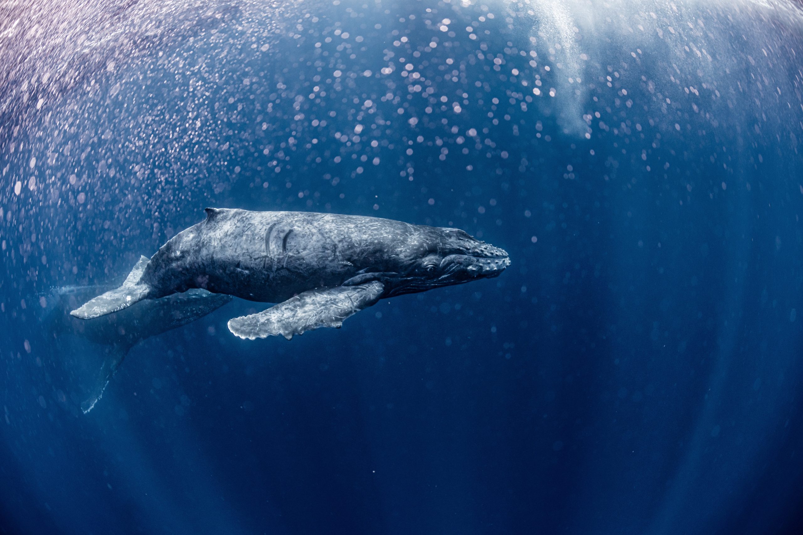 A Humpback Whale in Okinawa