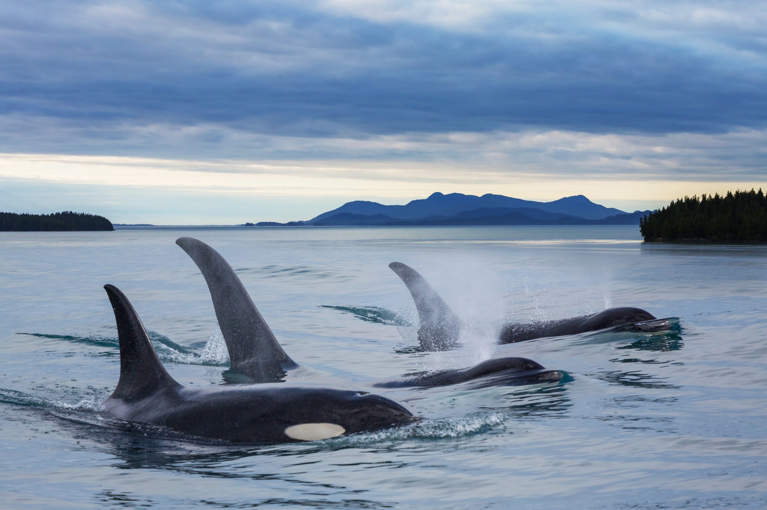Orca (Killer Whale) in Alaska