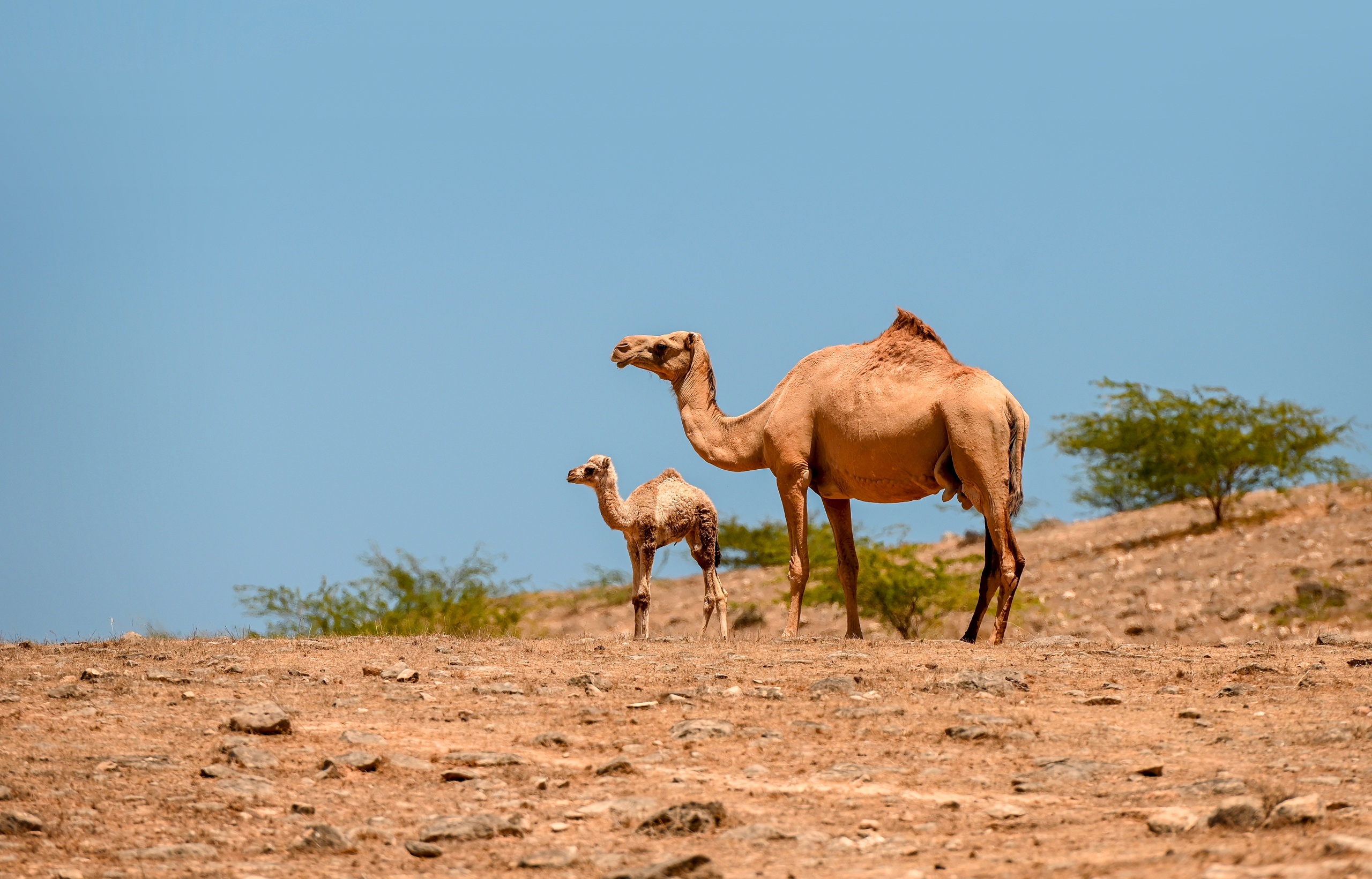 Mother camel with baby camel in Nature