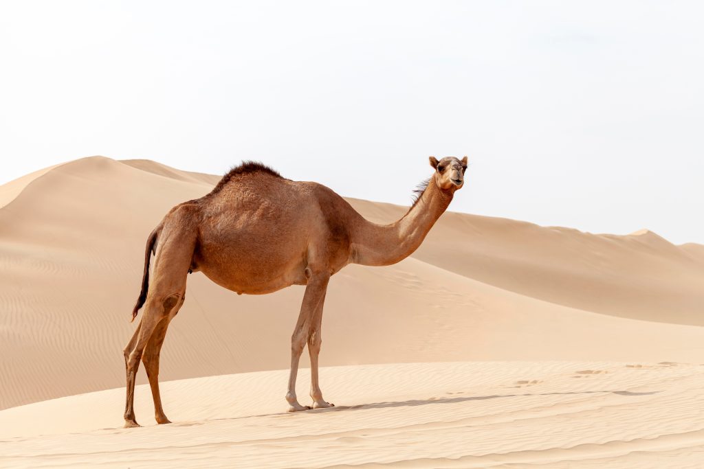 Middle eastern camel in a desert in UAE, single dromedary standing on sand dunes with open high key white sky, copy space for travel advertising design