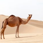 Middle eastern camel in a desert in UAE, single dromedary standing on sand dunes with open high key white sky, copy space for travel advertising design
