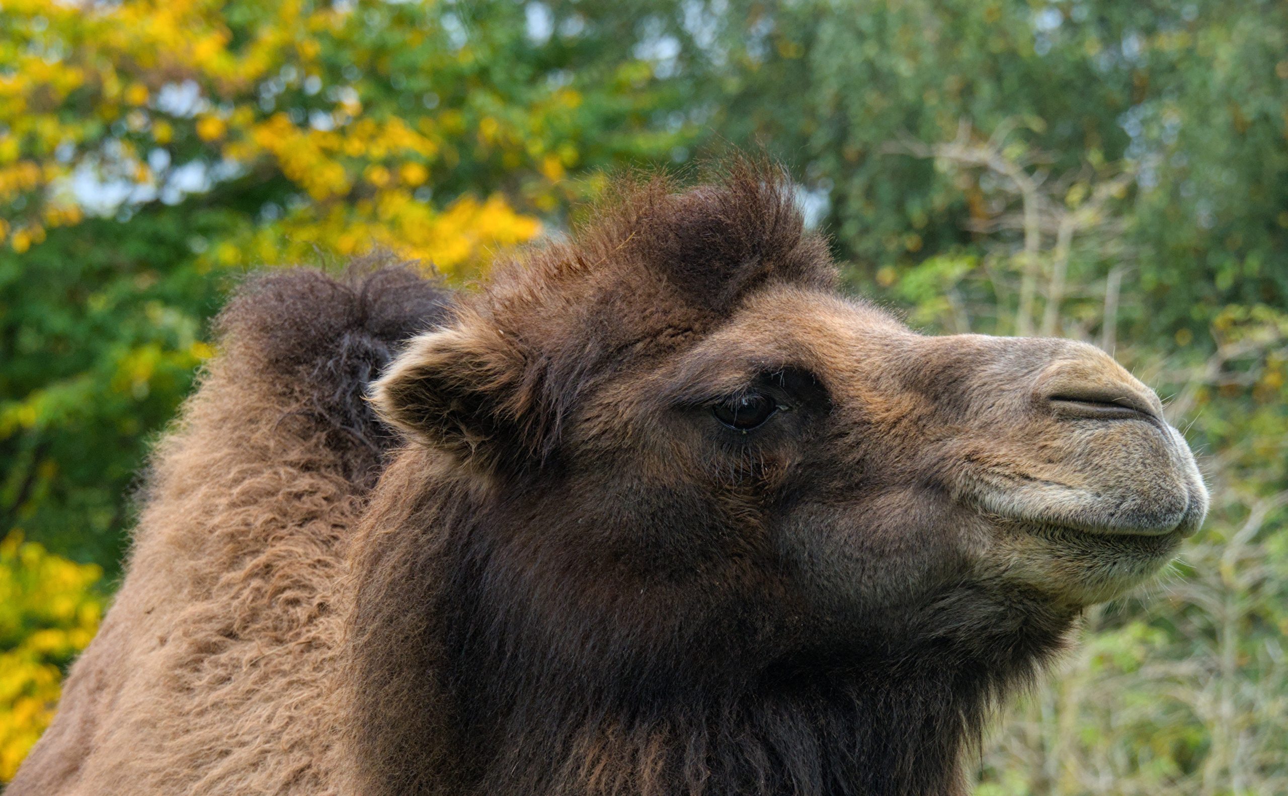 Beautiful portrait of a brown camel