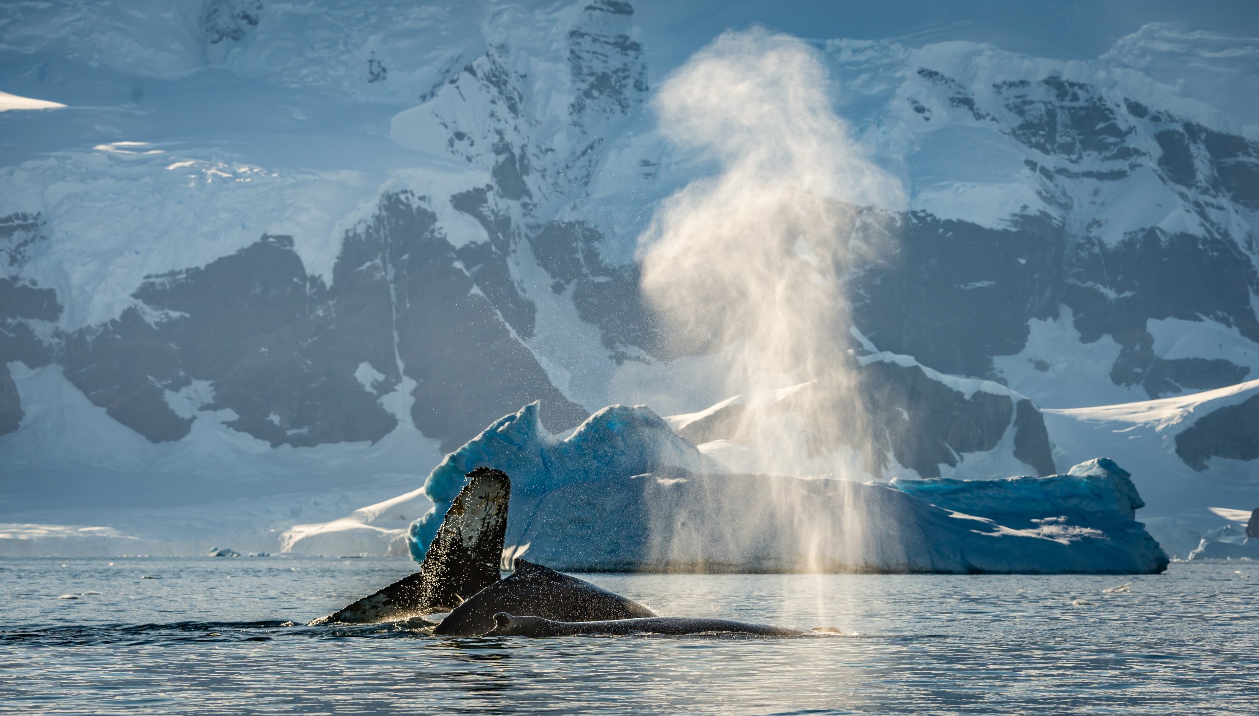 Lots of whales feeding and diving at Continental Landing , Partal Point Antartica on a calm sunny day