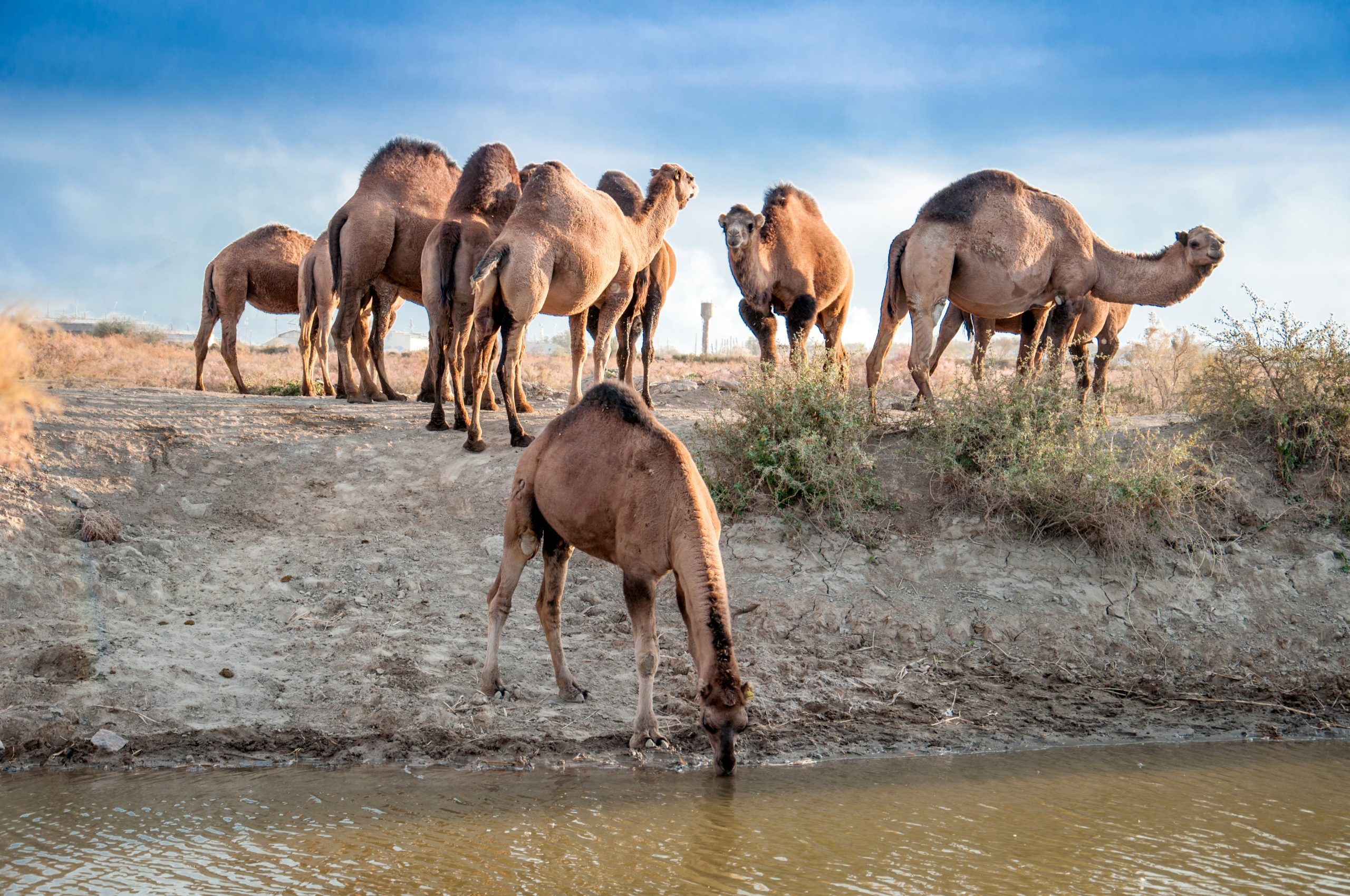 Camels drink water
