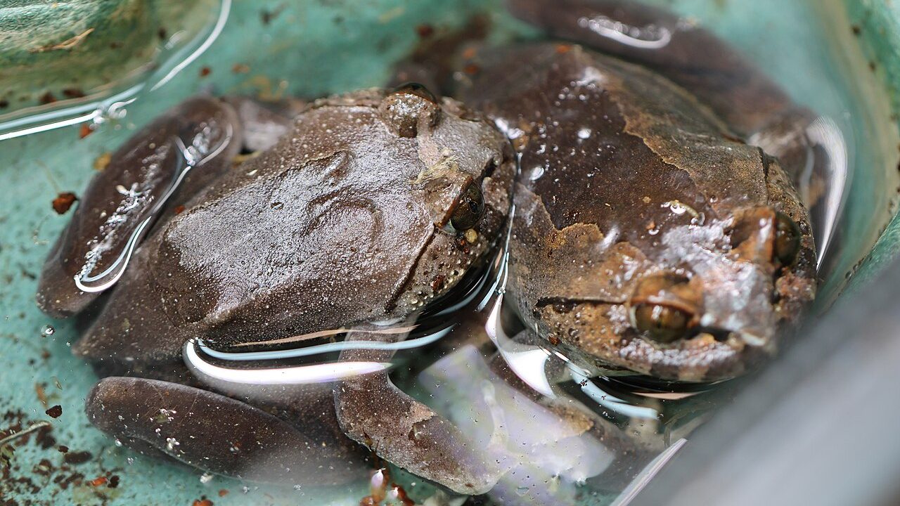 Hairy frog (Trichobatrachus robustus)
