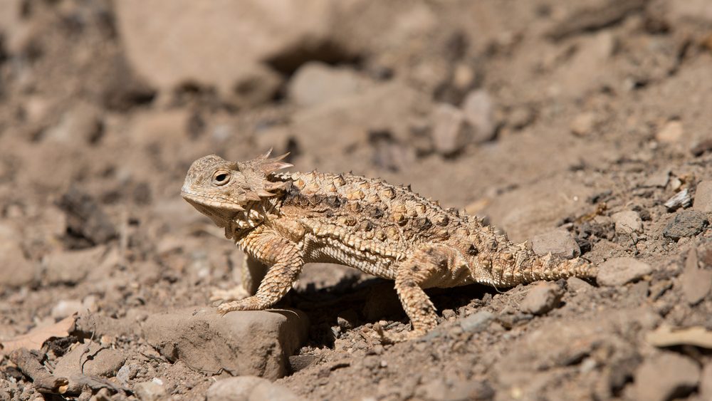 Horned Lizard in Desert