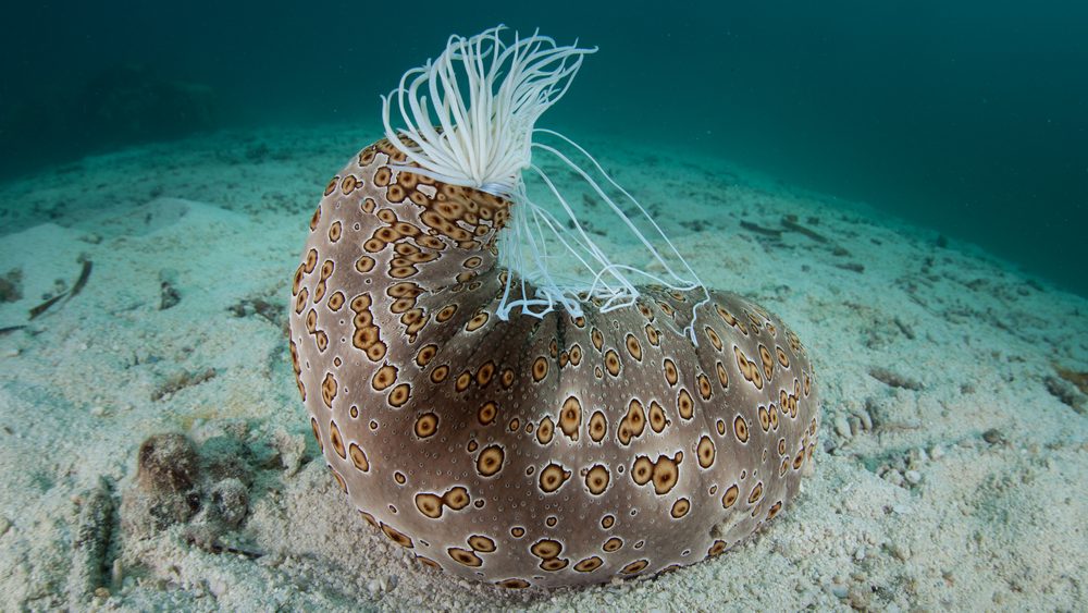 A common, large sea cucumber (Bohadschia argus) is easy to identify due to its distinctive pattern. This species can extrude sticky defensive threads called cuverian tubules.
