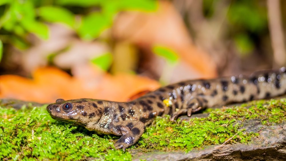 Iberian ribbed newt (Pleurodeles waltl) outside water on a green moss at night