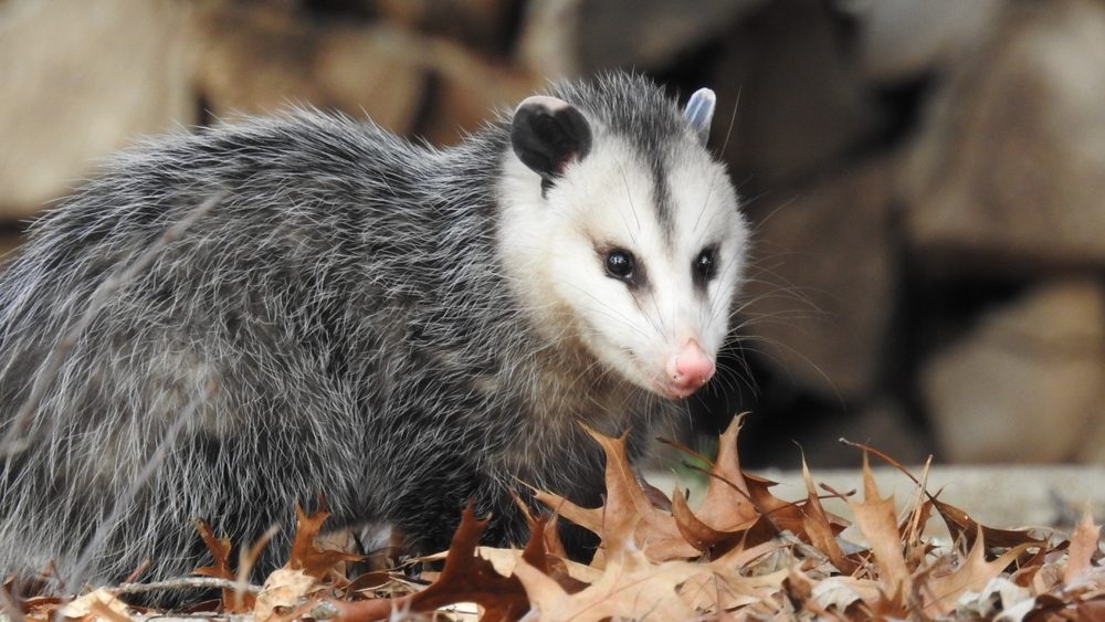 Virginia Opossum (Didelphis virginiana) Native North American Marsupial Mammal
