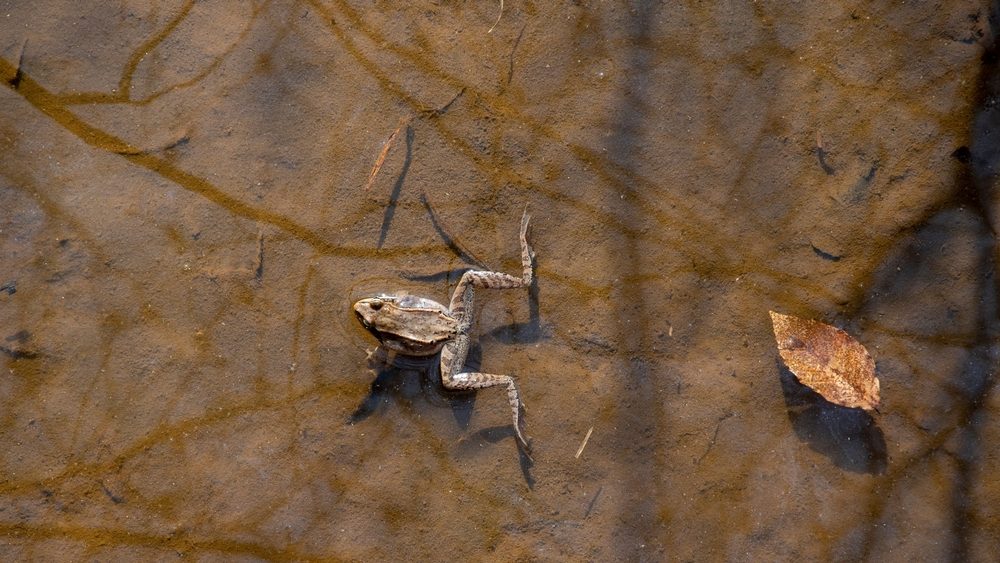 A top view of a Wood frog floating in the water with autumn leaf