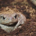 Frog hiding in soil in a natural setting during daytime