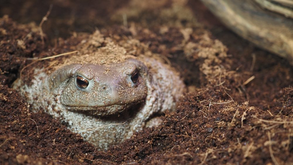 Frog hiding in soil in a natural setting during daytime