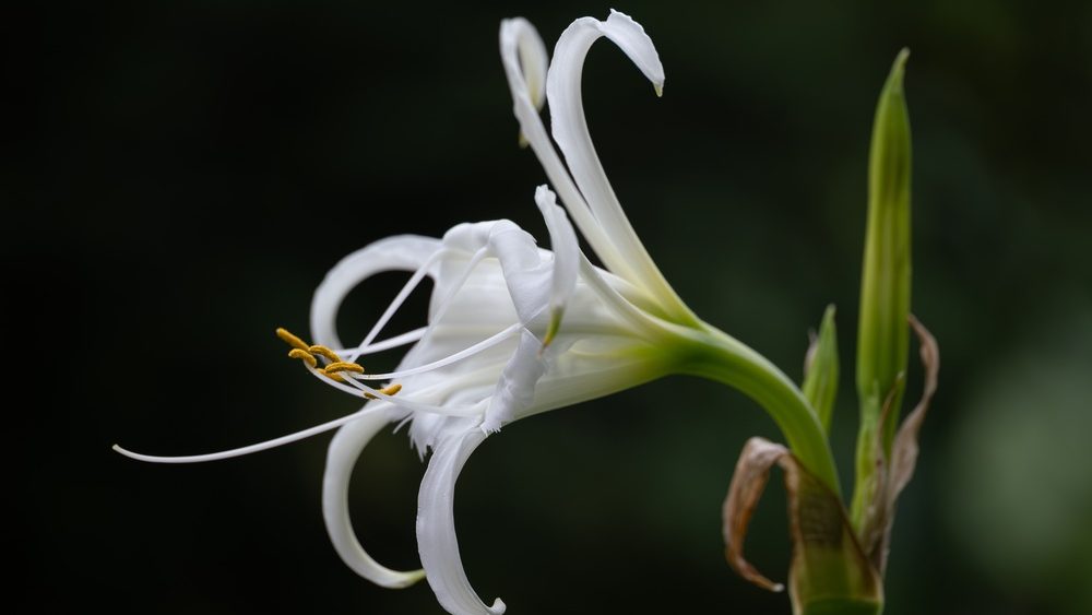 Unique white Hymenocallis flowers bloom.