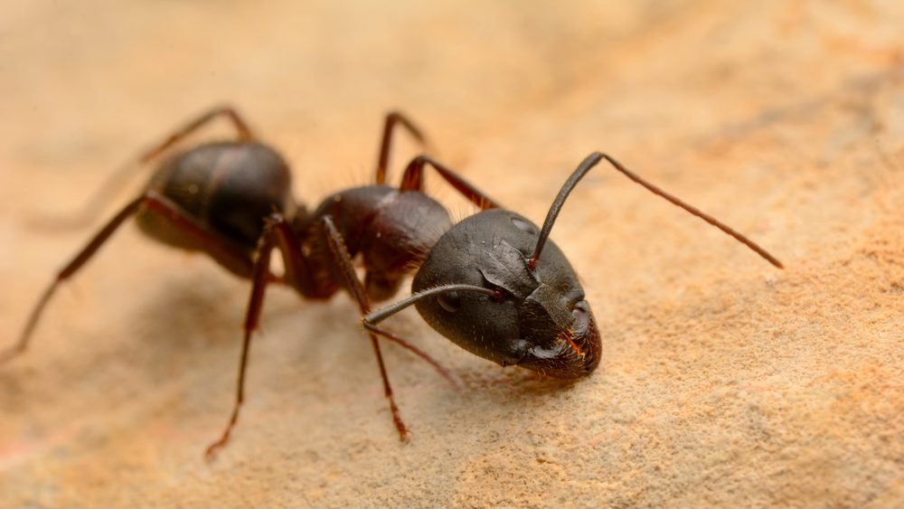 Strong jaws of red ant close-up